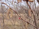 Corylus mandshurica