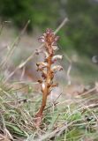 Orobanche grenieri