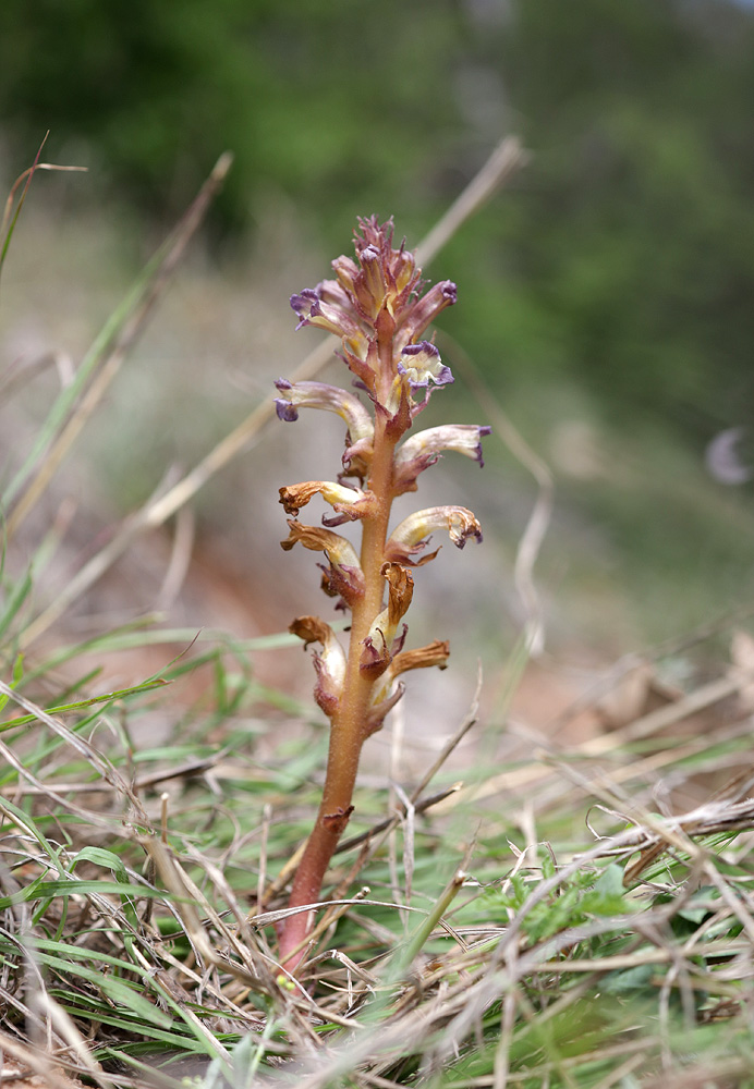 Image of Orobanche grenieri specimen.