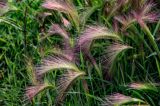 Hordeum jubatum. Верхушки побегов с соцветиями. Красноярский край, Таймырский Долгано-Ненецкий р-н, пос. Хантайское Озеро, у дороги. 22.07.2023.