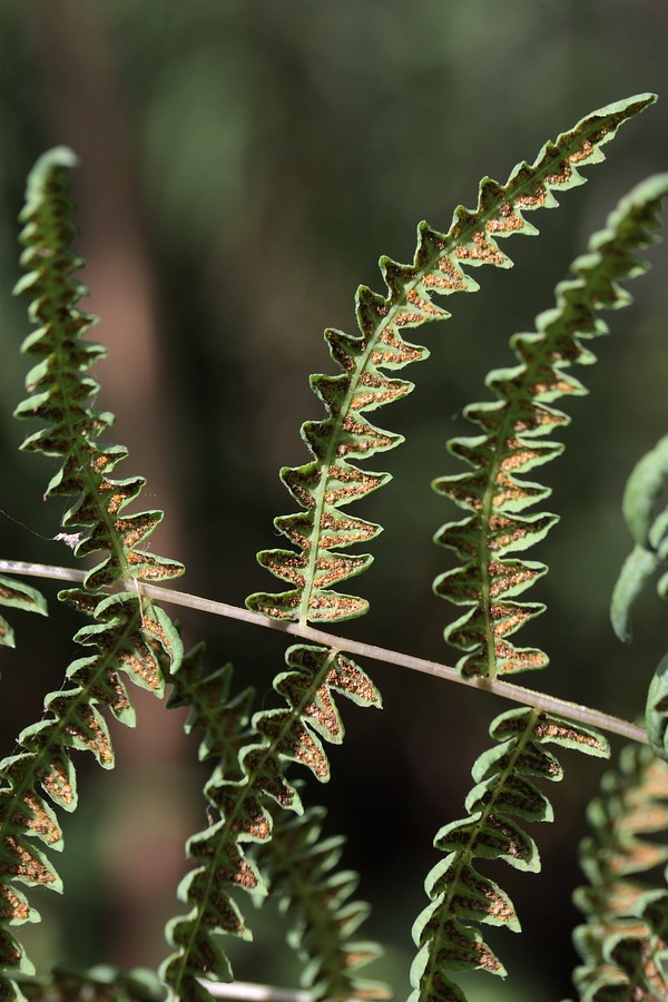 Изображение особи Thelypteris palustris.