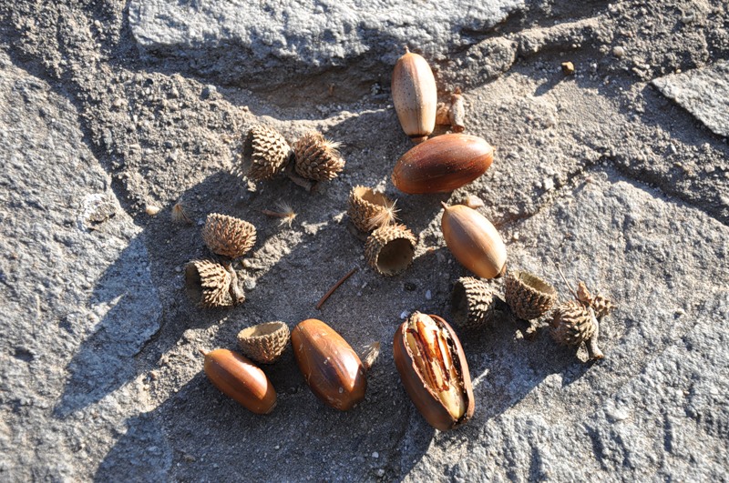 Изображение особи Quercus coccifera.