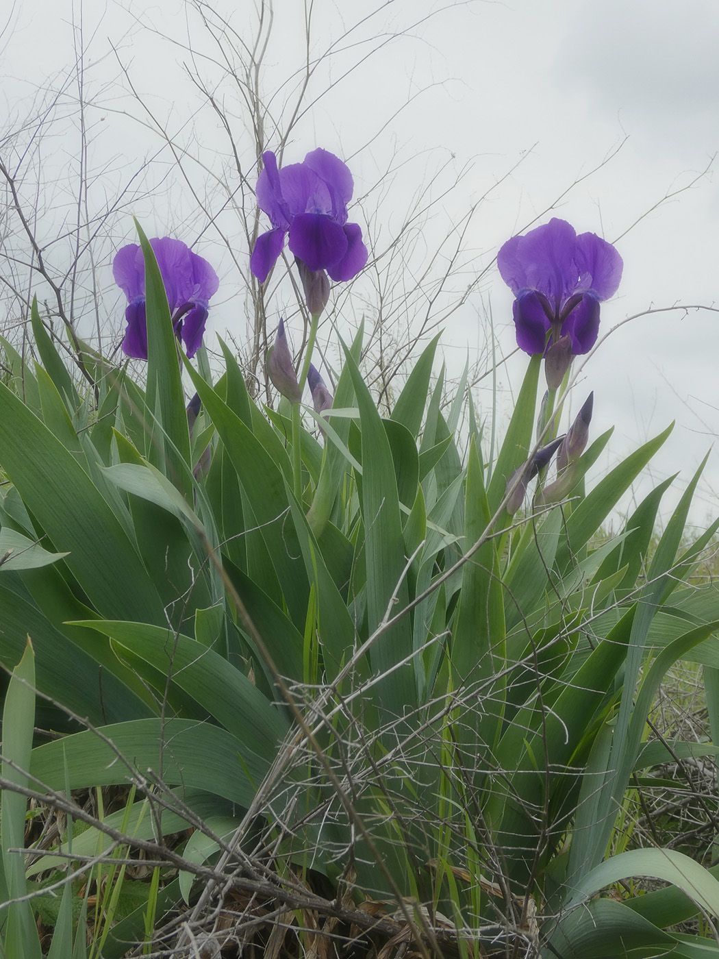 Изображение особи Iris nyaradyana.
