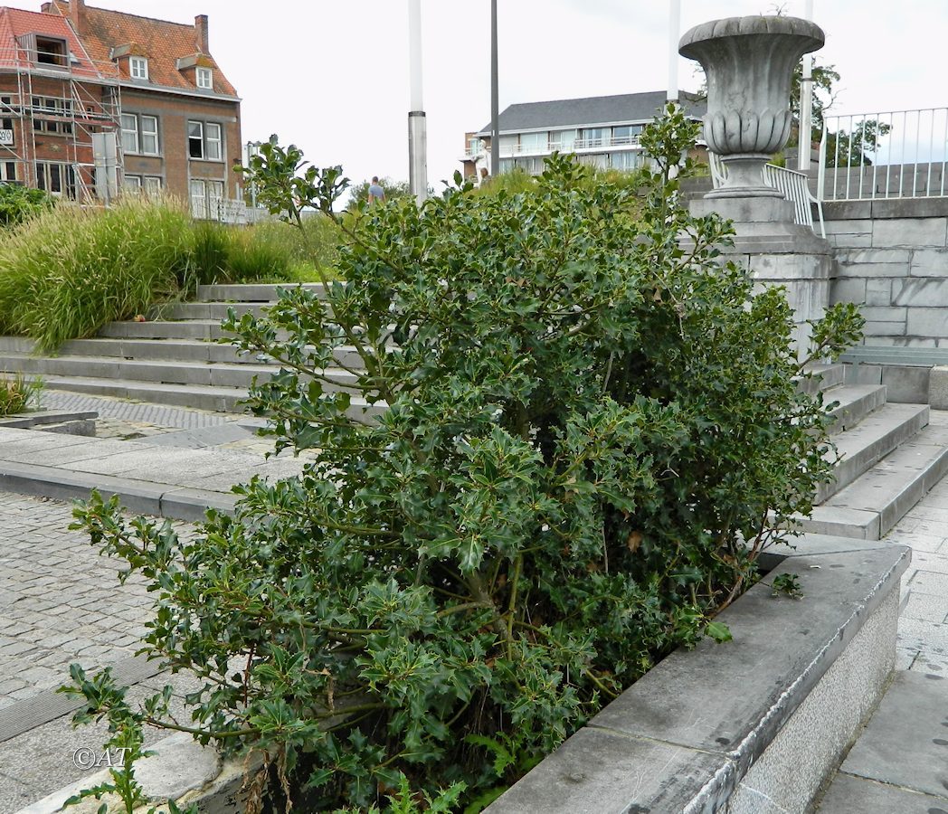 Изображение особи Ilex aquifolium.