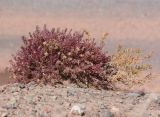 Reaumuria kaschgarica