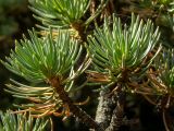Cedrus libani