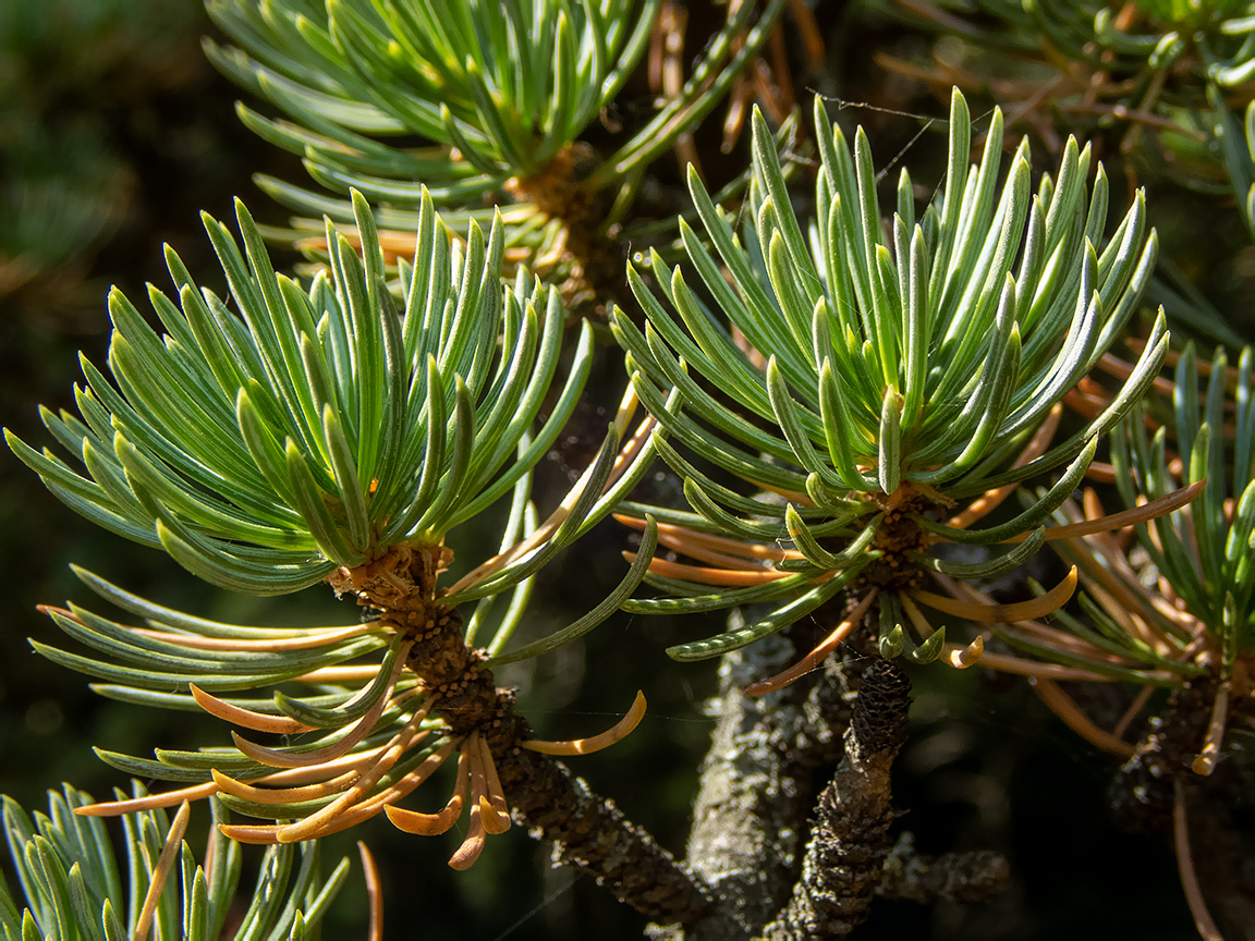 Image of Cedrus libani specimen.