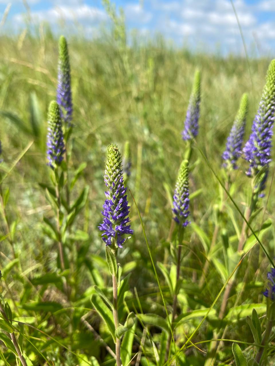 Image of Veronica spicata specimen.