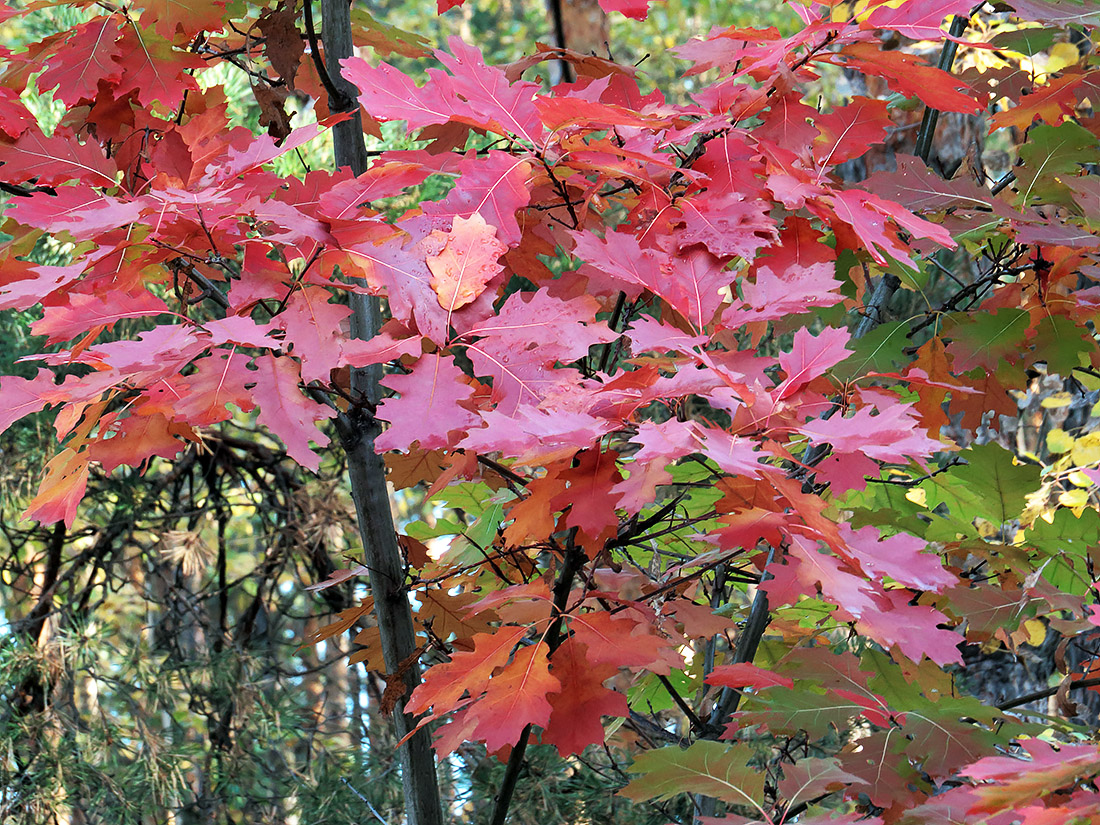Image of Quercus rubra specimen.