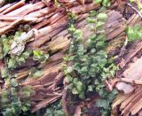 семейство Mniaceae