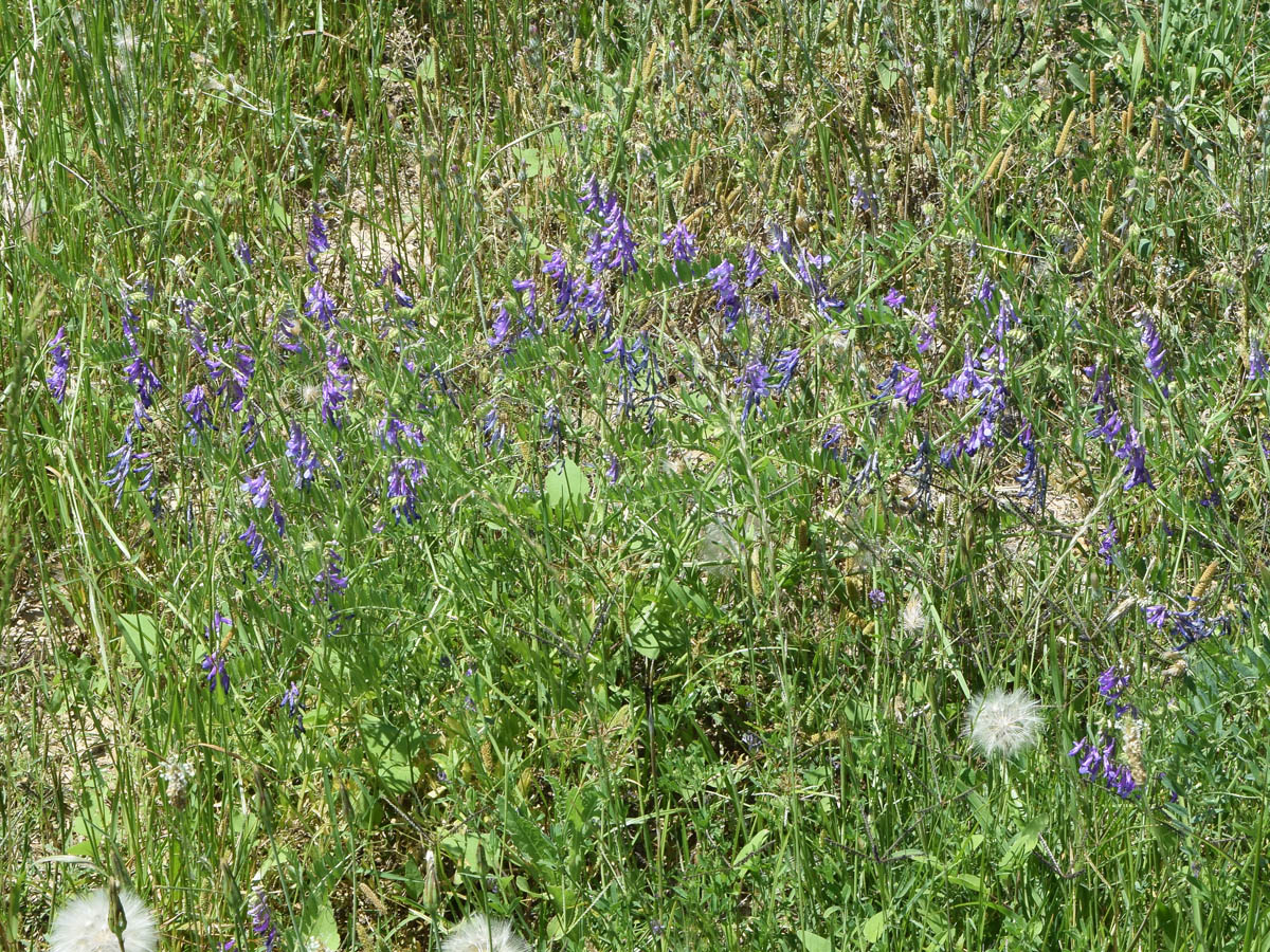 Изображение особи Vicia tenuifolia.