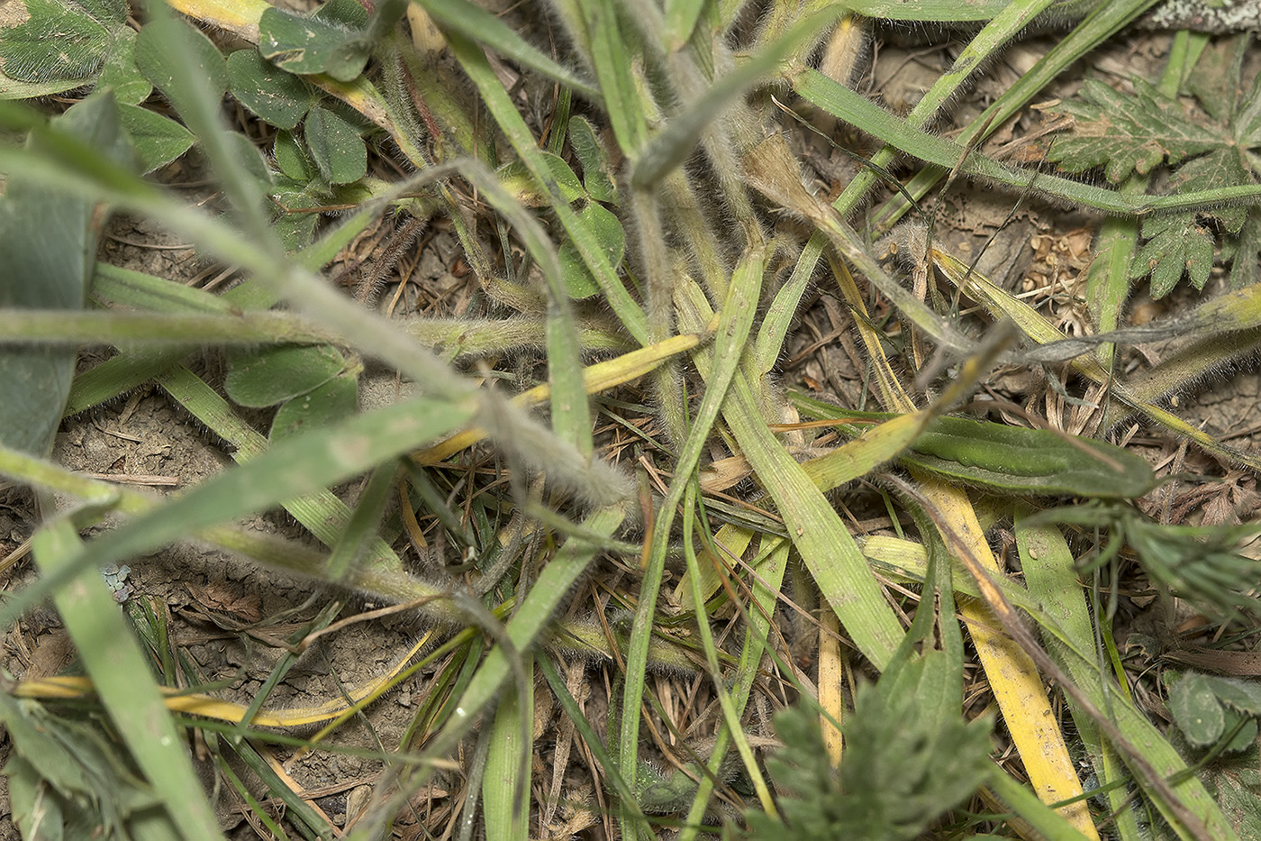 Изображение особи Bromus hordeaceus.