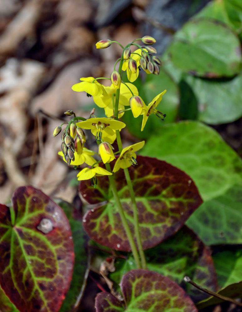Изображение особи Epimedium colchicum.