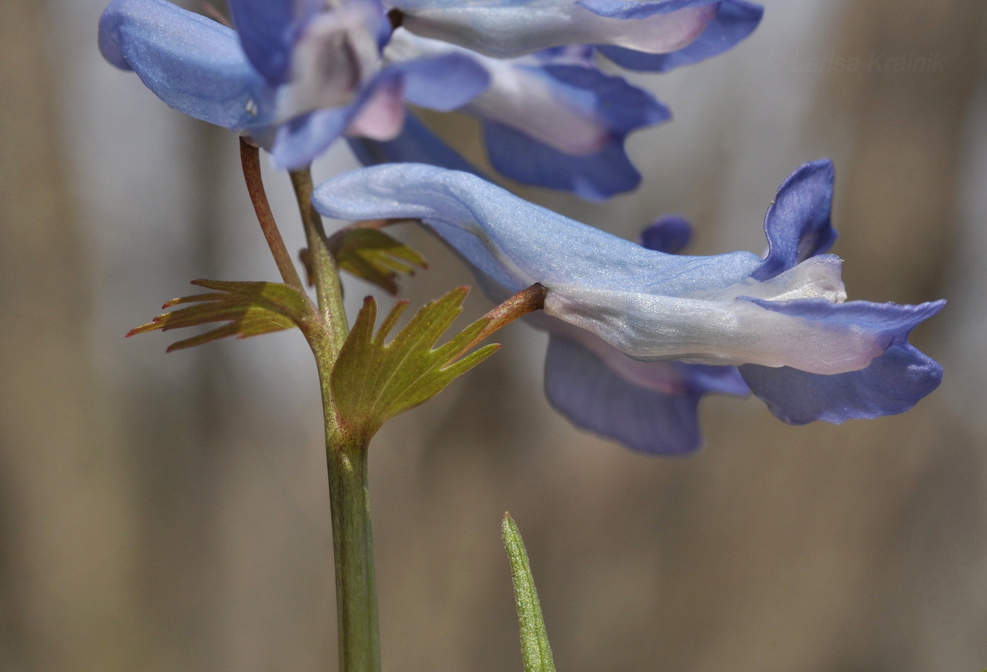 Image of Corydalis ambigua specimen.