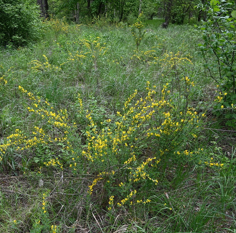 Image of Chamaecytisus ruthenicus specimen.