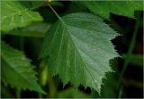 Crataegus submollis. Лист. Московская обл., Раменский р-н, окр. дер. Хрипань, садовый участок. 30.05.2025.