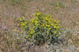 Euphorbia goldei. Цветущее растение. Крым, Севастополь, Ай-Петринская яйла, г. Балчик-Кая. 08.06.2025.