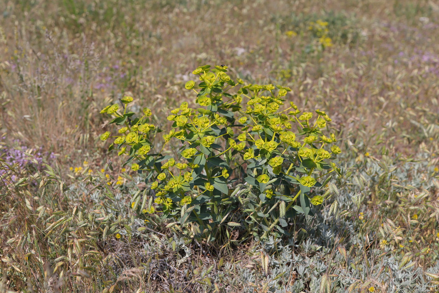 Изображение особи Euphorbia goldei.