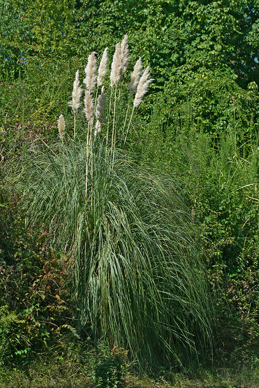 Изображение особи Cortaderia selloana.