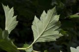 Crataegus maximowiczii