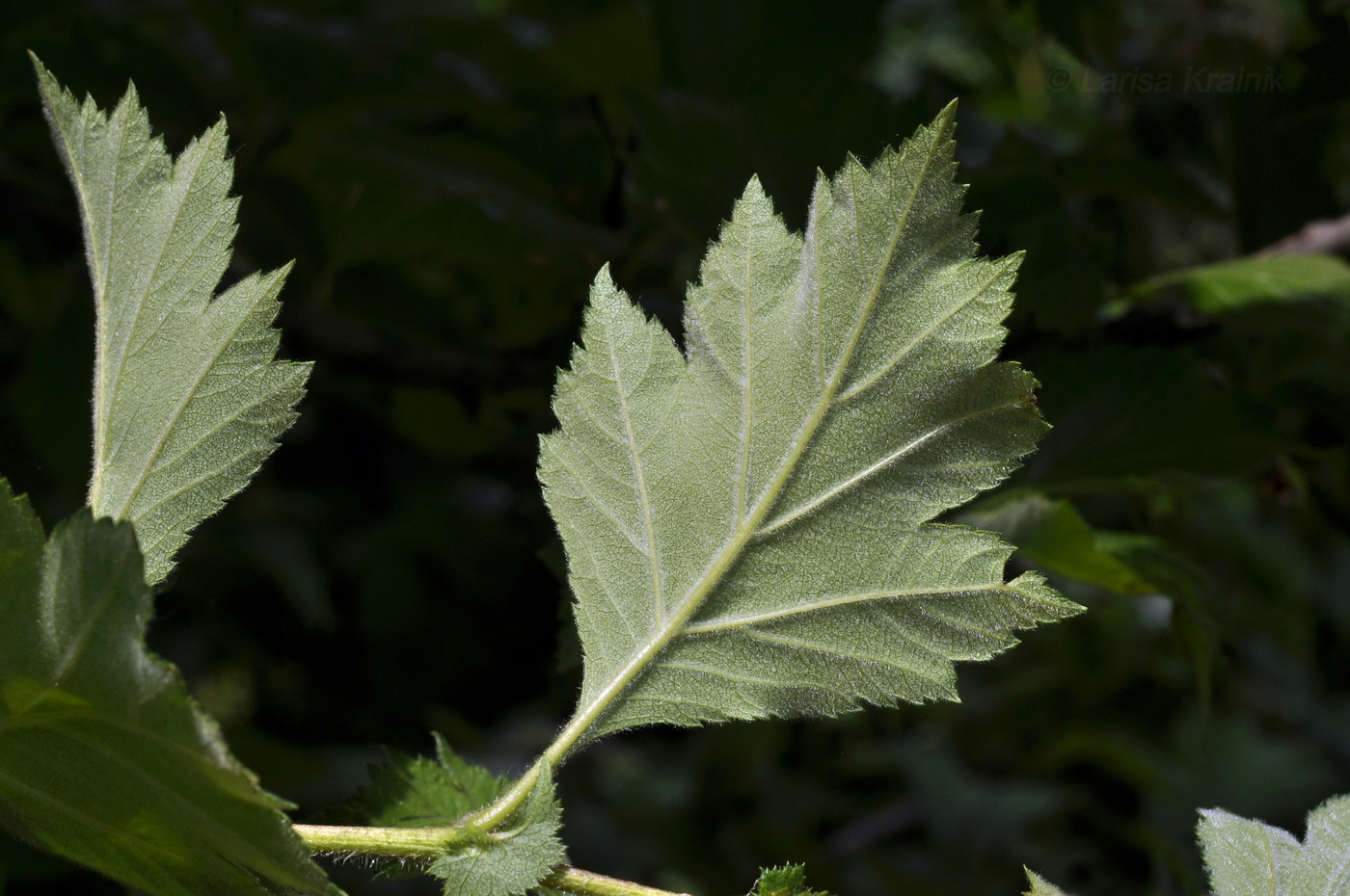 Image of Crataegus maximowiczii specimen.