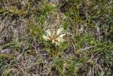 Trifolium polyphyllum. Цветущее растение. Республика Адыгея, Майкопский р-н, Кавказский биосферный запов., плато Лаго-Наки, вершина горы Блям, выс. ок. 2370 м н.у.м., альпийский луг. 05.07.2025.