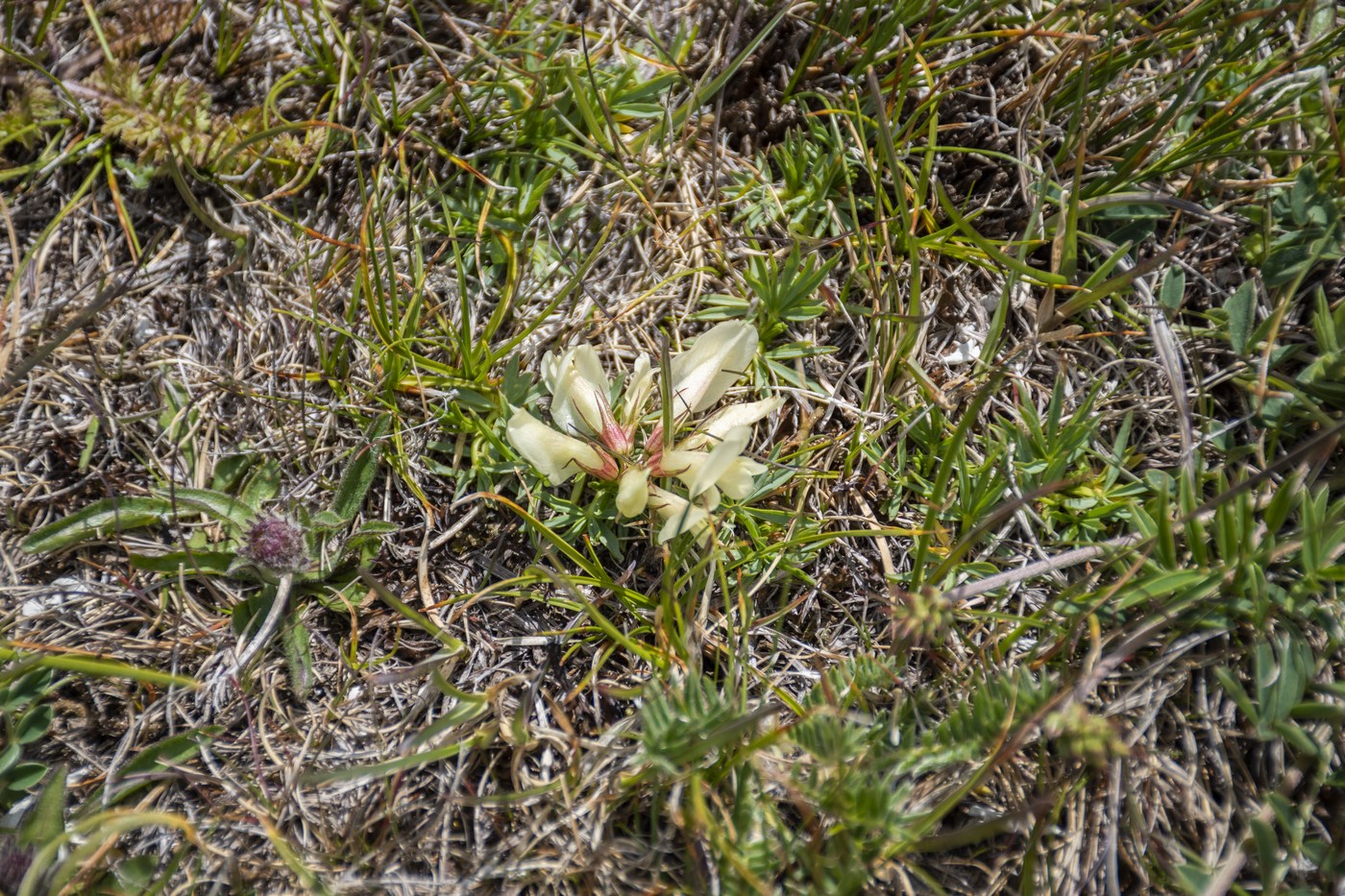 Image of Trifolium polyphyllum specimen.