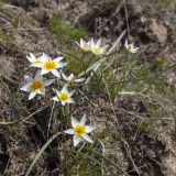 Tulipa biflora