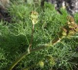 familia Apiaceae