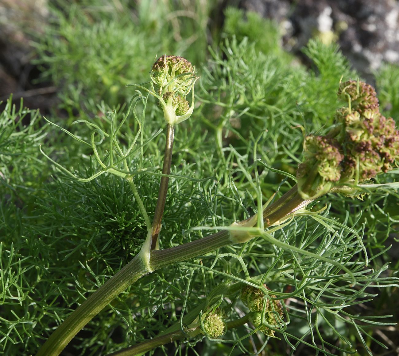 Image of familia Apiaceae specimen.
