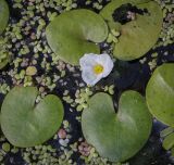 Hydrocharis morsus-ranae. Цветок и листья (вокруг — листецы Lemna). Татарстан, Агрызский р-н, с. Красный Бор, Нижнекамское водохранилище, мелководье. 08.08.2025.