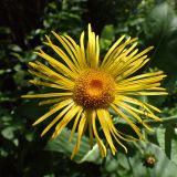 Inula helenium. Соцветие. Хабаровский край, окр. г. Комсомольск-на-Амуре, обочина грунтовой дороги. 02.08.2025.