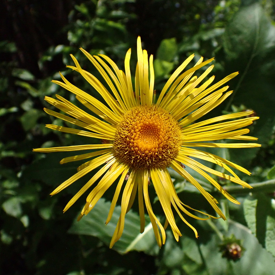Изображение особи Inula helenium.