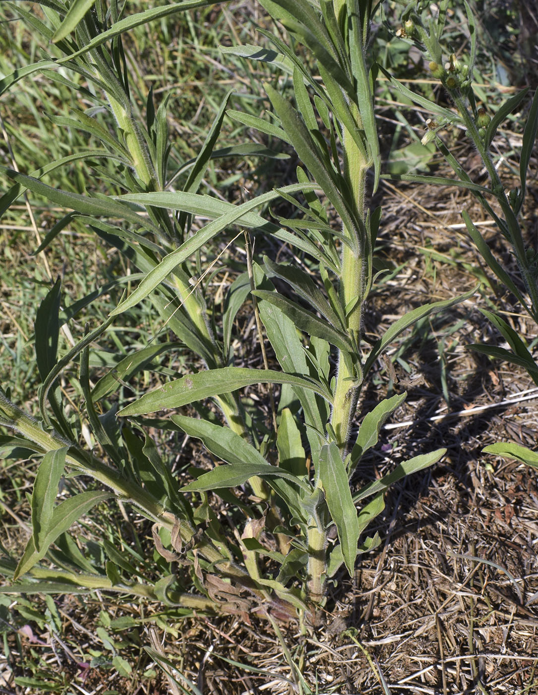 Изображение особи Conyza sumatrensis.