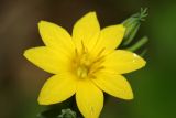 Blackstonia acuminata. Цветок. Республика Абхазия, окр. г. Новый Афон. 28.08.2009.