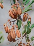 Halimodendron halodendron. Зрелые плоды. Казахстан, Жетысуская обл., Панфиловский р-н, отроги Джунгарского Алатау, горы Долонтау, край русла временного водотока. 19 сентября 2025 г.
