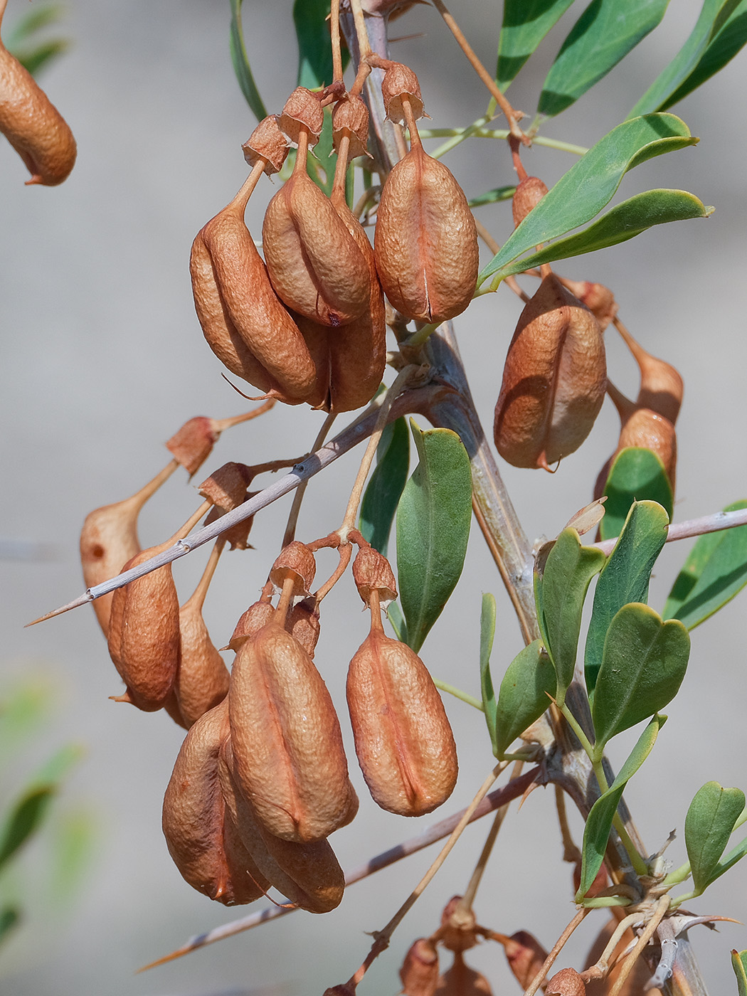 Изображение особи Halimodendron halodendron.