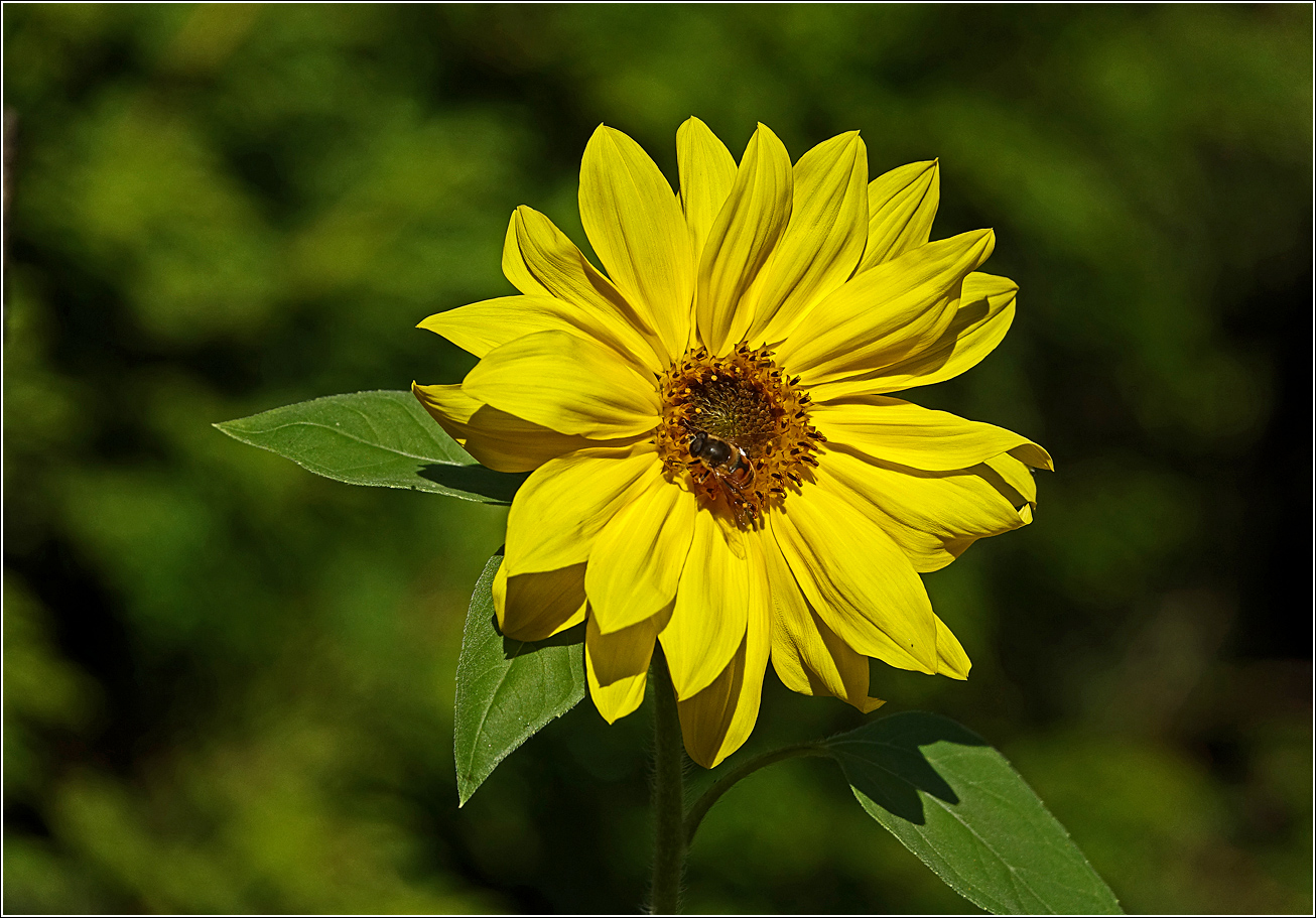 Изображение особи Helianthus annuus.