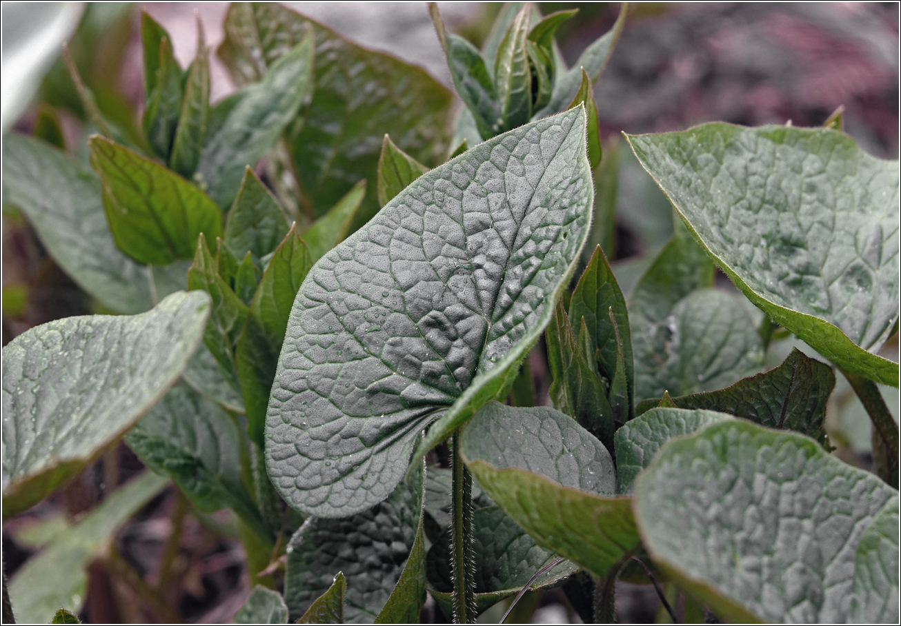 Изображение особи Brunnera sibirica.