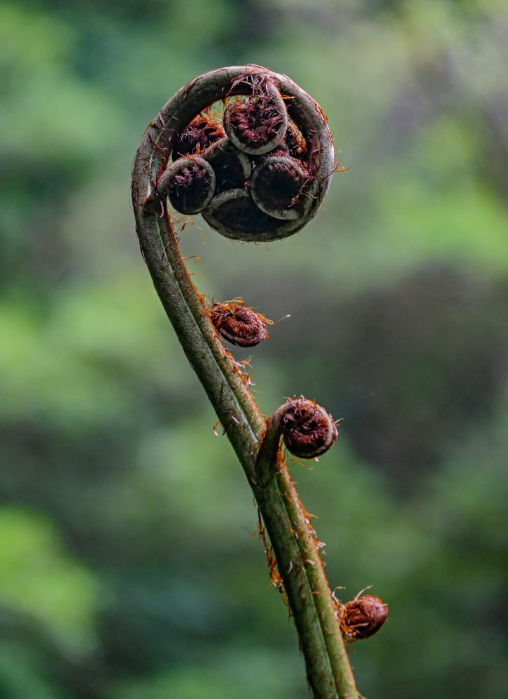 Изображение особи Cyathea cooperi.