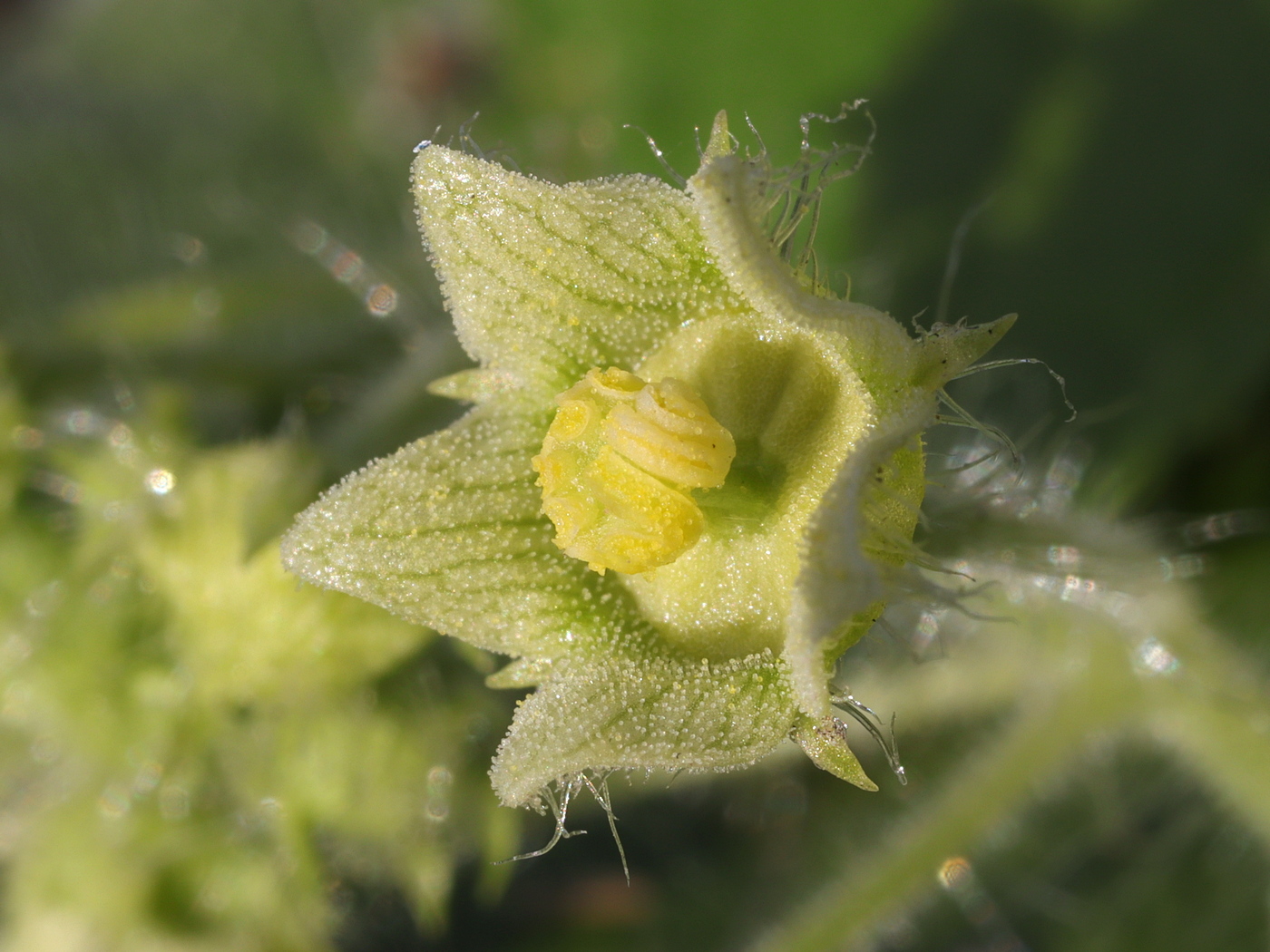 Image of Bryonia dioica specimen.