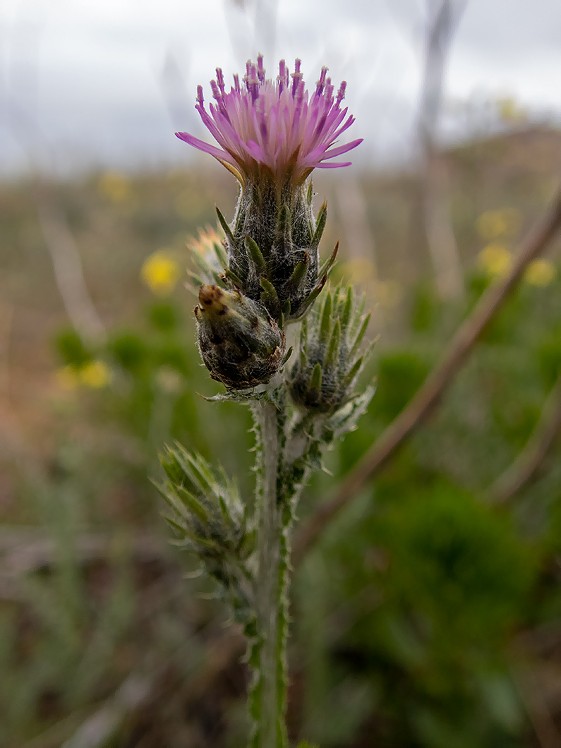 Image of Carduus cinereus specimen.