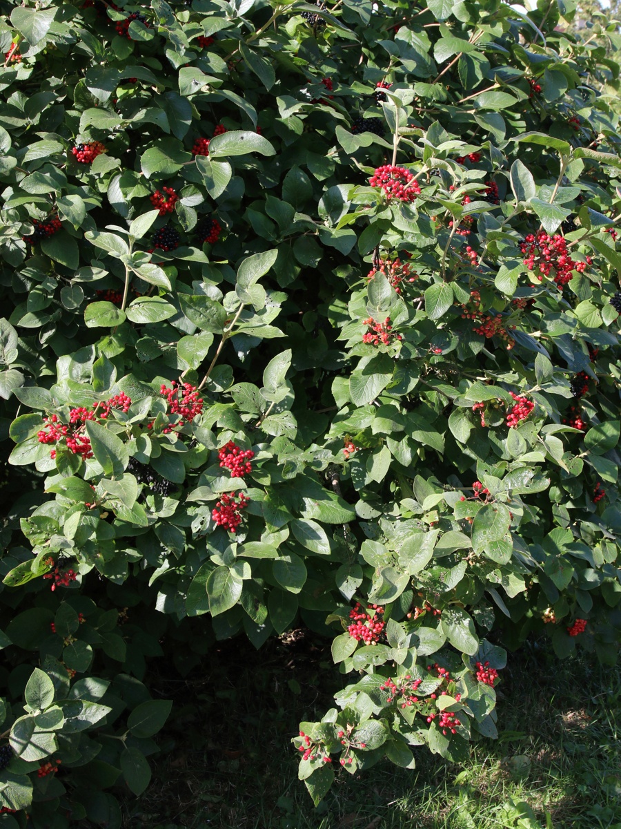 Image of Viburnum lantana specimen.