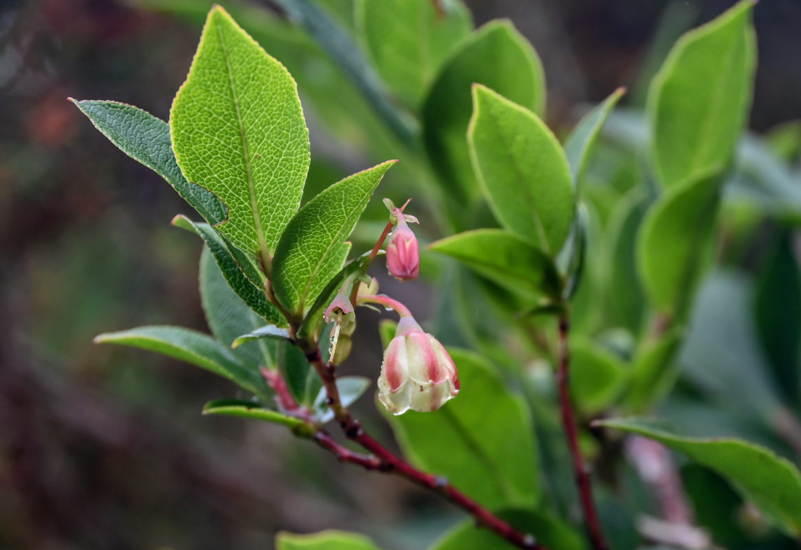 Изображение особи Vaccinium padifolium.