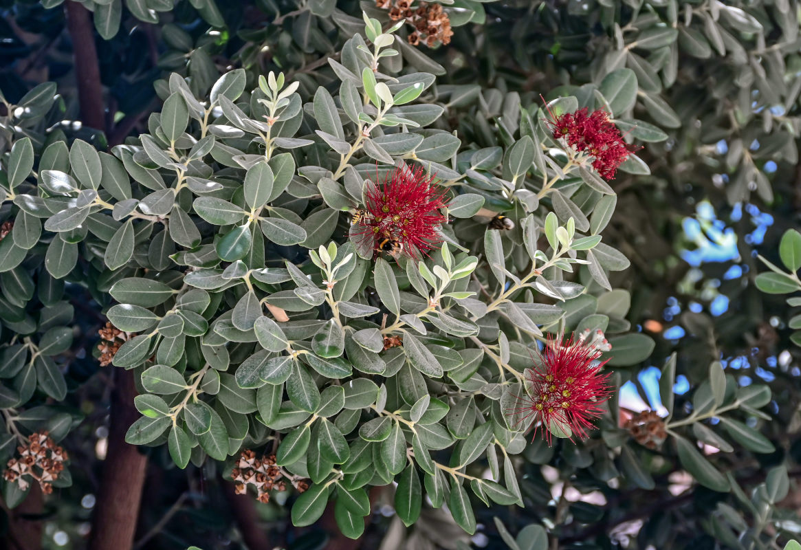 Image of Metrosideros excelsa specimen.