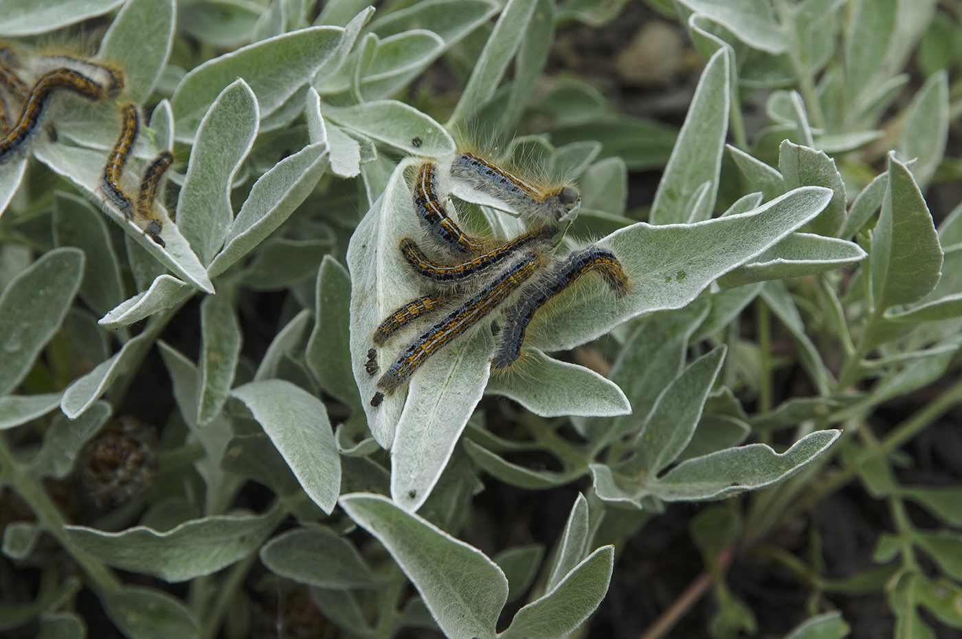 Image of Psephellus sibiricus specimen.
