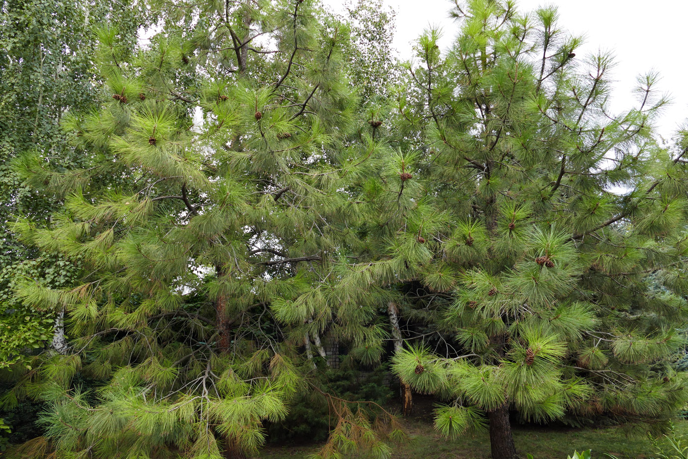 Изображение особи род Pinus.