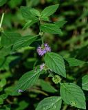 Mentha arvensis. Верхушка побега с соцветием. Московская обл., Чеховский р-н, окр. дер. Чепелёво, смешанный лес, берег ручья. 31.08.2025.