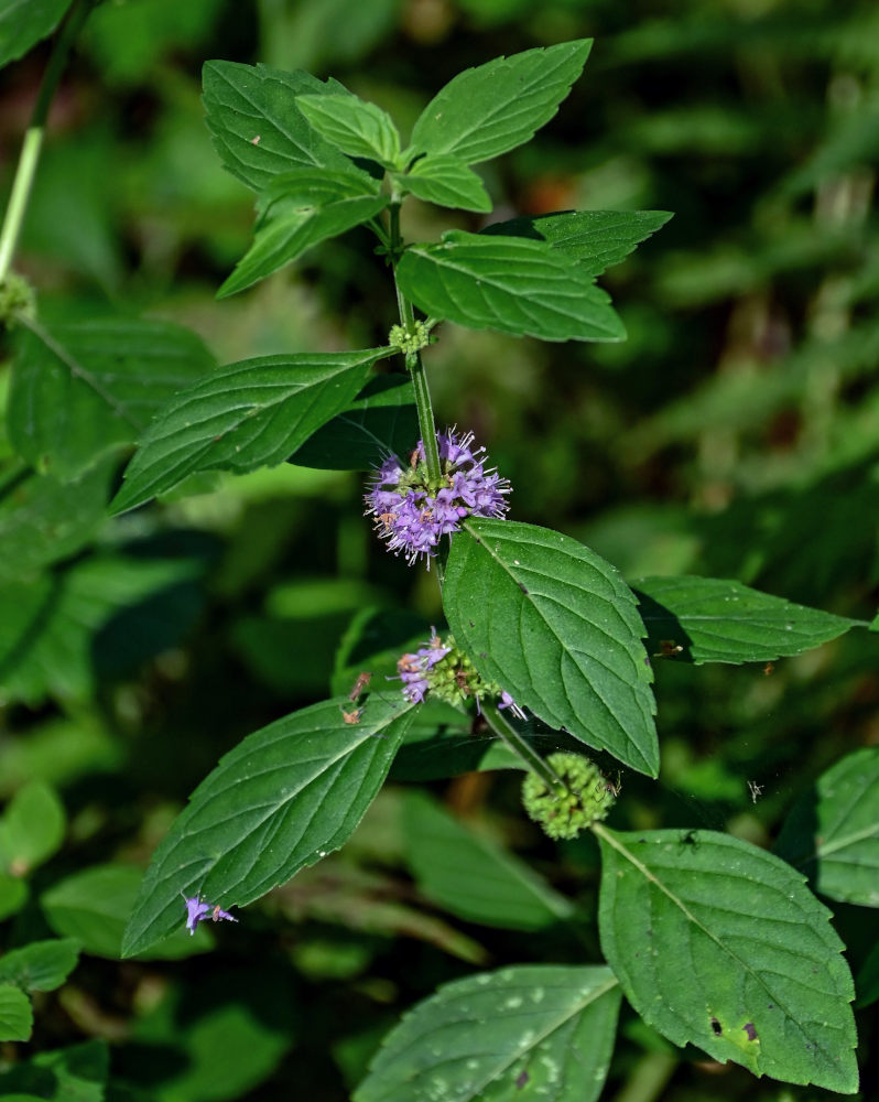 Изображение особи Mentha arvensis.