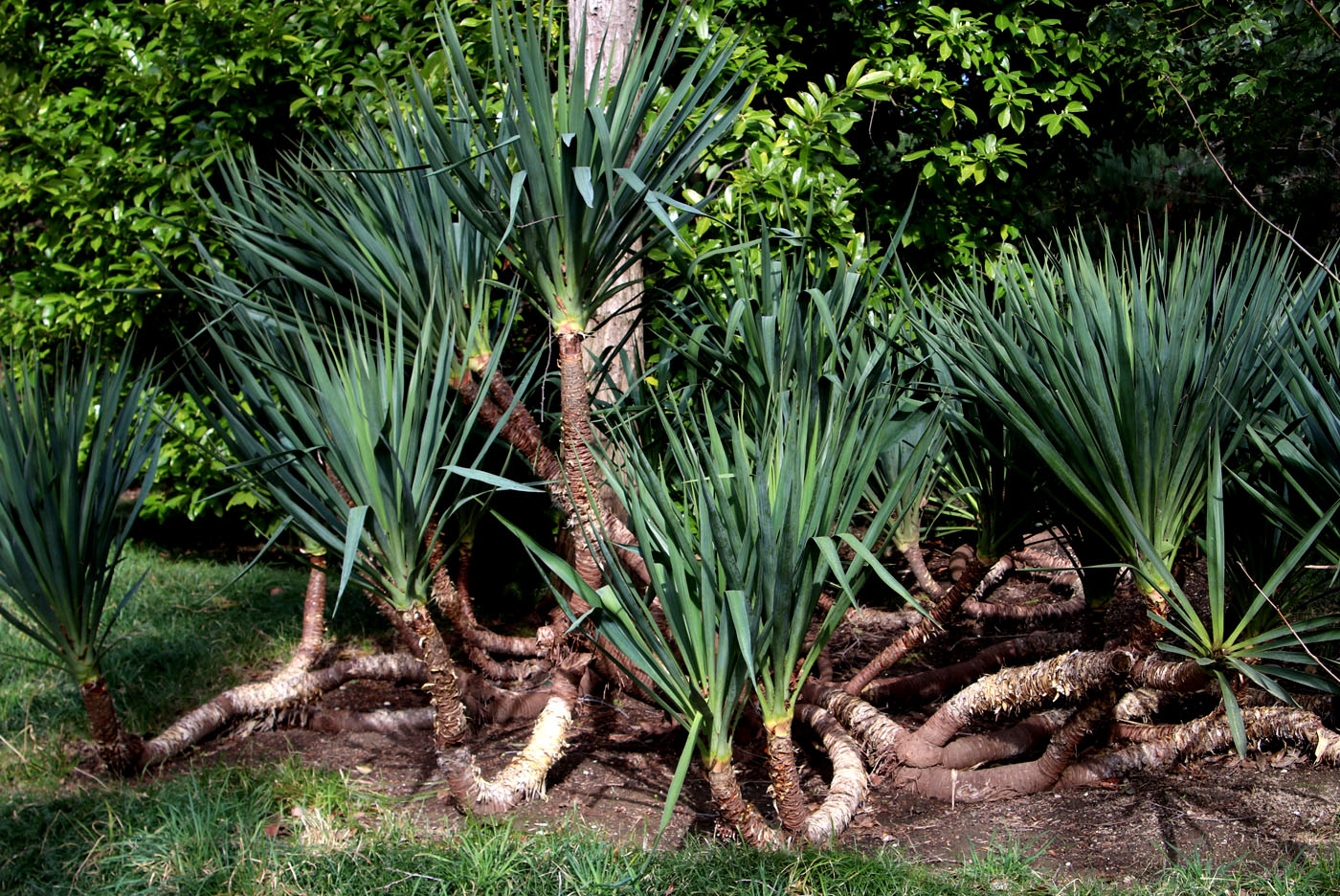 Изображение особи Yucca gloriosa.